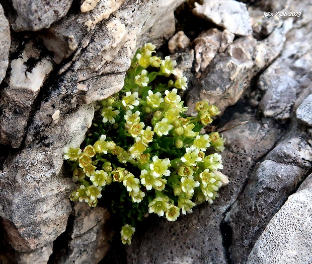 lomikameň Saxifraga sp.