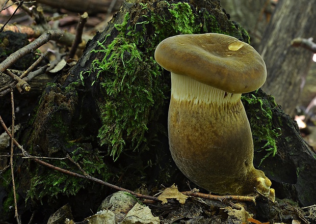 čechračka tmavohlúbiková Tapinella atrotomentosa (Batsch) Šutara