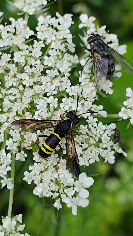 piliarka  Tenthredo vespa Retzius, 1783