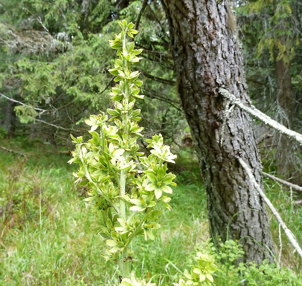 kýchavica biela lobelova Veratrum album subsp. lobelianum (Bernh.) Arcang.