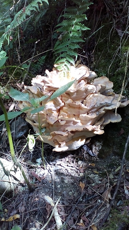 neidentifikovaná huba