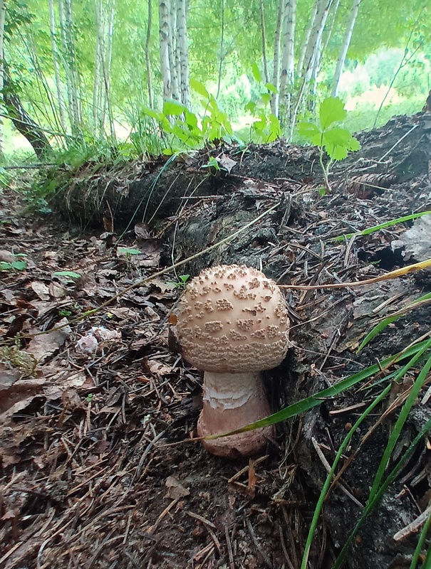 muchotrávka červenkastá Amanita rubescens Pers.