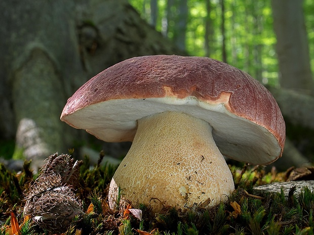 hríb sosnový Boletus pinophilus Pil. et Dermek in Pil.