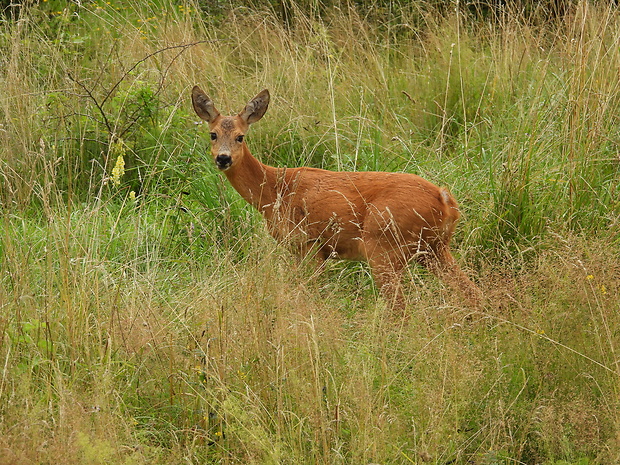 srna lesná Capreolus capreolus