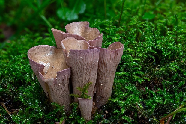 lievikovec kyjakovitý Gomphus clavatus (Pers.) Gray