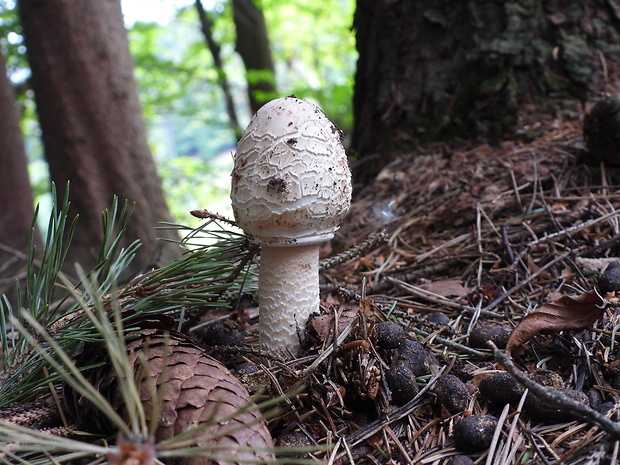 bedľa vysoká Macrolepiota procera (Scop.) Singer