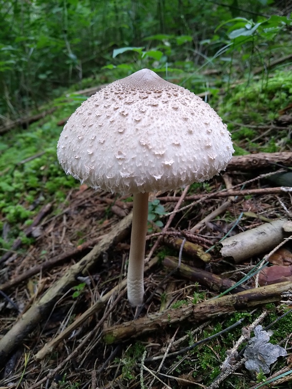 bedľa vysoká Macrolepiota procera (Scop.) Singer