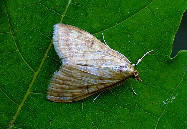 vijačka kukuričná Ostrinia nubilalis