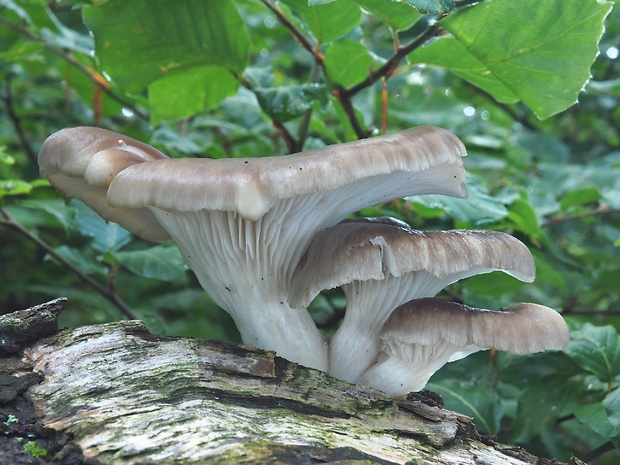 hliva buková Pleurotus pulmonarius (Fr.) Quél.