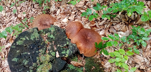 hliva Pleurotus sp.