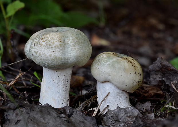 plávka zelenkastá Russula virescens (Schaeff.) Fr.