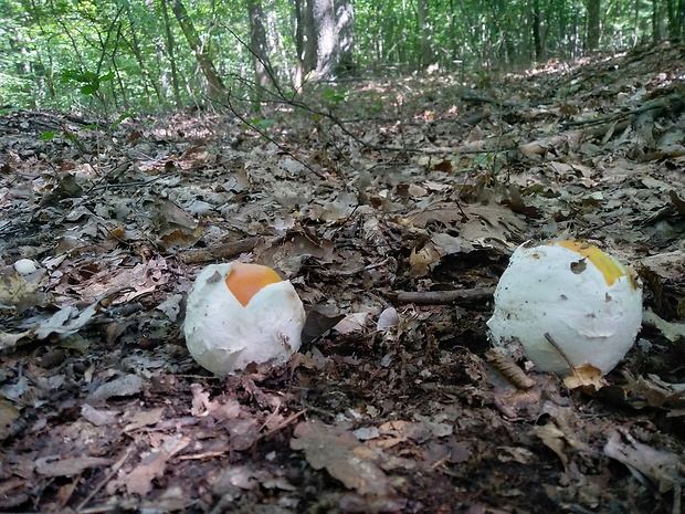 muchotrávka cisárska Amanita caesarea (Scop.) Pers.