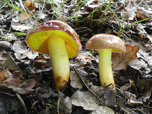 zlatohríb úhľadný Aureoboletus gentilis (Quél.) Pouzar