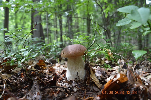 hríb smrekový Boletus edulis.