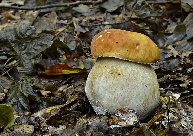 hríb smrekový Boletus edulis Bull.