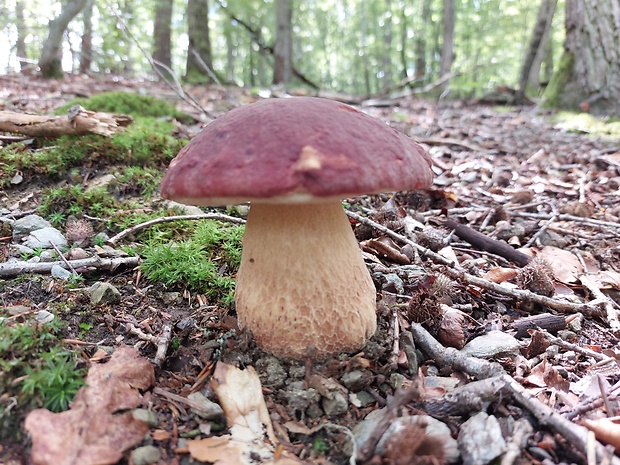 hríb sosnový Boletus pinophilus Pil. et Dermek in Pil.