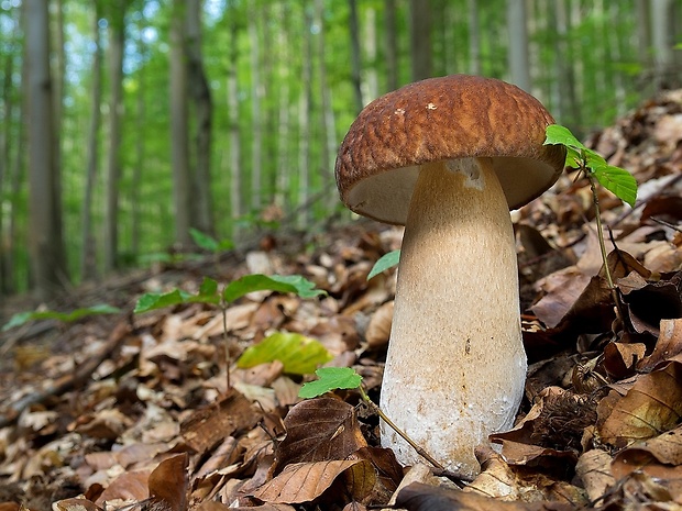 hríb dubový Boletus reticulatus Schaeff.