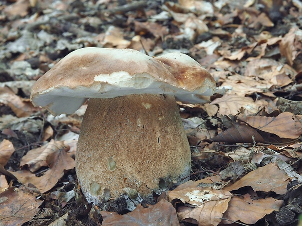 hríb dubový Boletus reticulatus Schaeff.