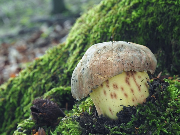 hríb príveskatý Butyriboletus appendiculatus (Schaeff. ex Fr.) Secr.