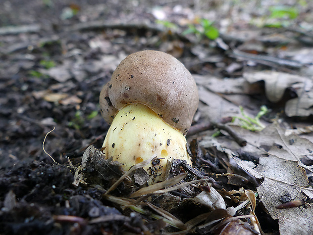 hríb príveskatý Butyriboletus appendiculatus (Schaeff. ex Fr.) Secr.