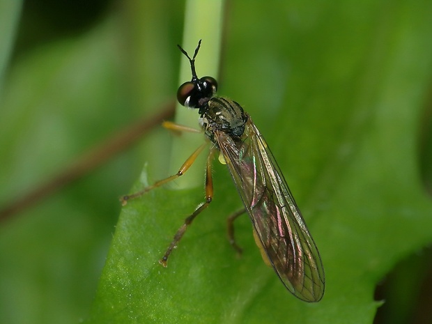 muchárka Dioctria hyalipennis (Fabricius, 1794)