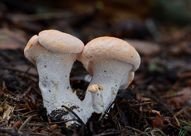 jelenka poprehýbaná Hydnum repandum L.