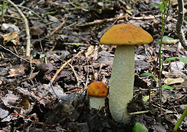 kozák osikový Leccinum albostipitatum den Bakker & Noordel.