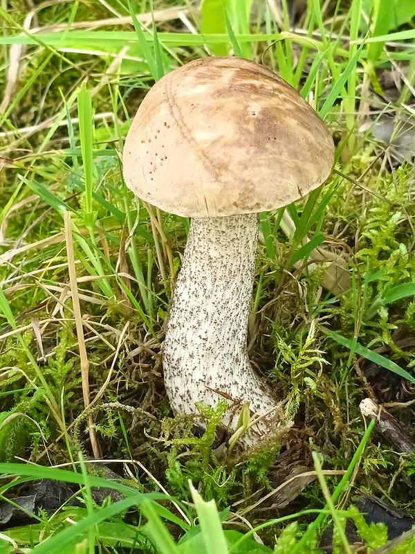 kozák brezový Leccinum scabrum (Bull.) Gray