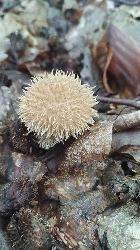 prášnica pichliačová Lycoperdon echinatum Pers.