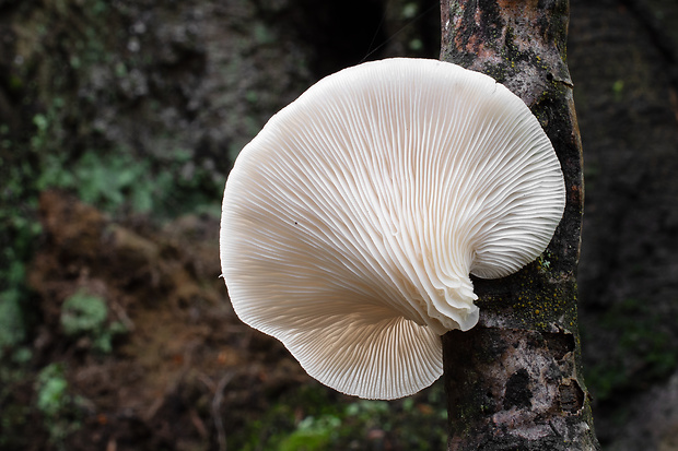 hliva buková Pleurotus pulmonarius (Fr.) Quél.