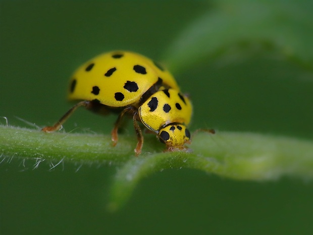 lienka múčnatá Psyllobora vigintiduopunctata