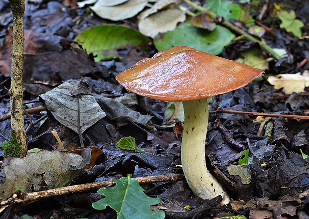 masliak zrnitý Suillus granulatus (L.) Roussel