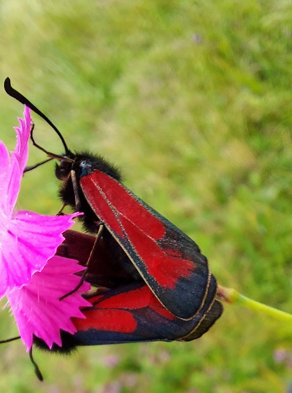 vretienka dúšková Zygaena purpuralis