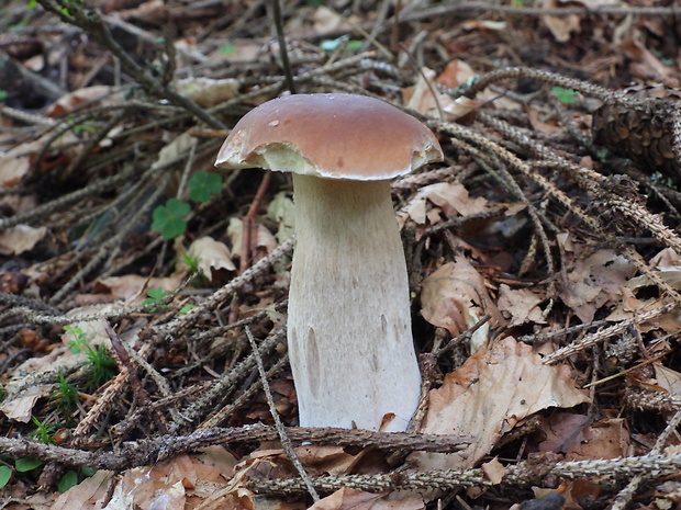 hríb smrekový Boletus edulis Bull.