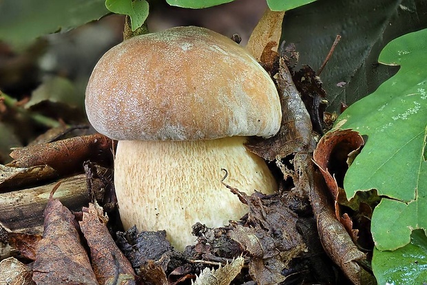 hríb dubový Boletus reticulatus Schaeff.