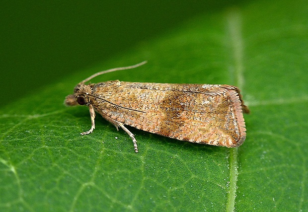 obaľovač púpavový Celypha striana