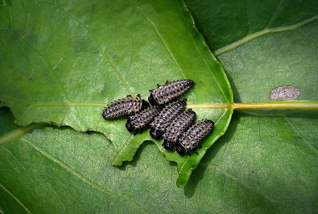 liskavka topoľová (sk) / mandelinka topolová (cz) Chrysomela populi (Linnaeus, 1758)