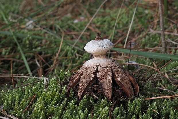 hviezdovka golierikovitá Geastrum striatum DC.