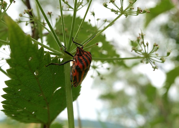 bzdocha pásavá Graphosoma italicum