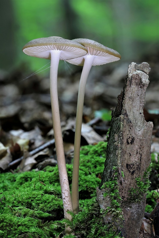 sliznačka koreňujúca Hymenopellis radicata (Relhan) R.H. Petersen