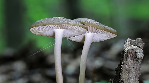 sliznačka koreňujúca Hymenopellis radicata (Relhan) R.H. Petersen