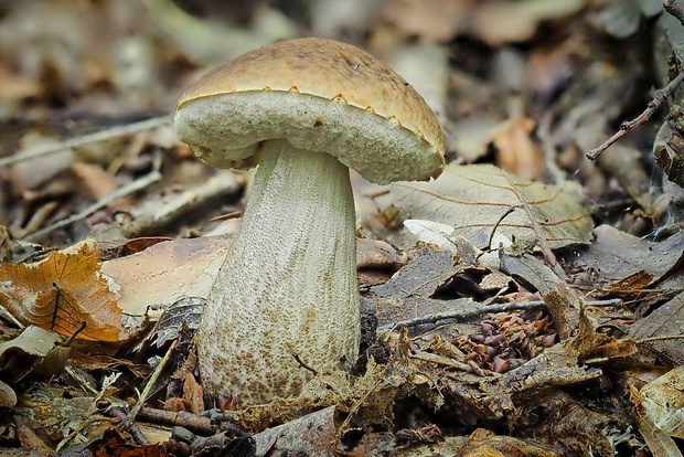 kozák hrabový Leccinum pseudoscabrum (Kallenb.) Šutara