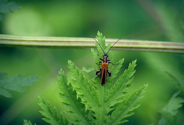 stehnáč (sk) / stehenáč (cz) Oedemera femorata (Scopoli, 1763)