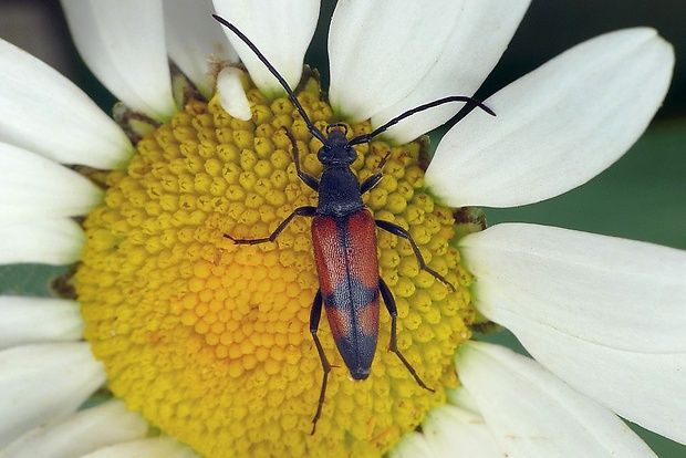 fuzáč (sk) / tesařík (cz) Stenurella bifasciata (Müller, 1776)