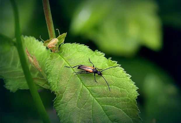 fuzáč kvetový (sk) / tesařík černošpičký (cz) Stenurella melanura (Linnaeus, 1758)