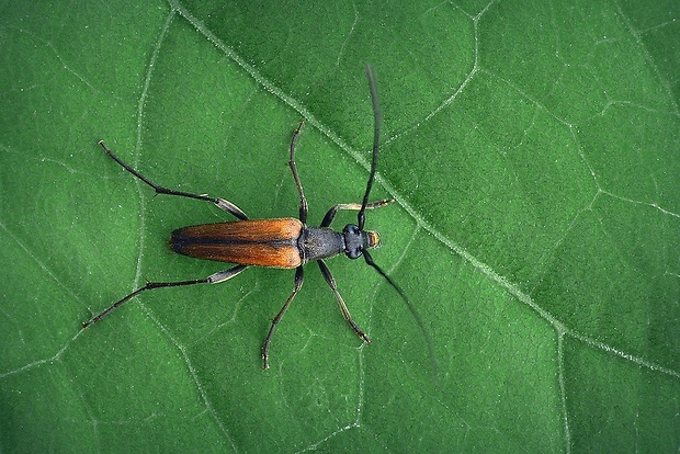 fuzáč kvetový (sk) / tesařík černošpičký (cz) Stenurella melanura (Linnaeus, 1758)