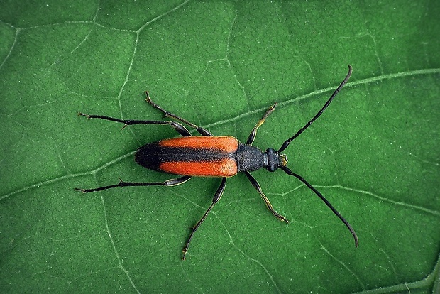 fuzáč kvetový (sk) / tesařík černošpičký (cz) Stenurella melanura (Linnaeus, 1758)