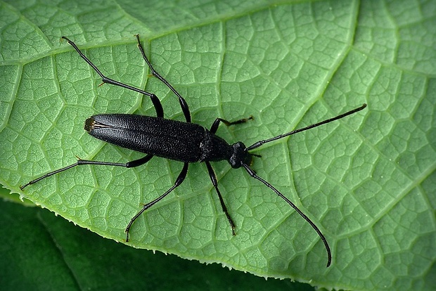 fuzáč (sk) / tesařík černý (cz) Stenurella nigra (Linnaeus, 1758)