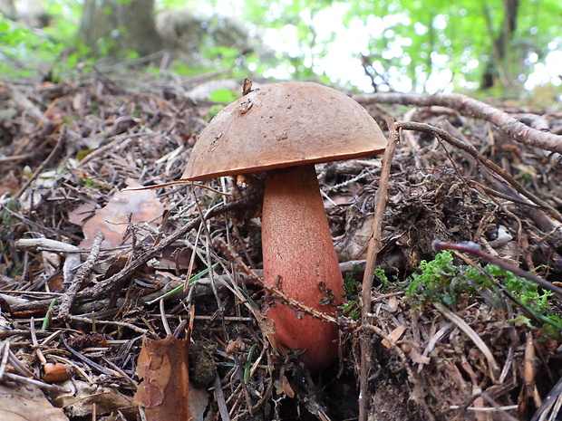 hríb zrnitohlúbikový Sutorius luridiformis (Rostk.) G. Wu & Zhu L. Yang