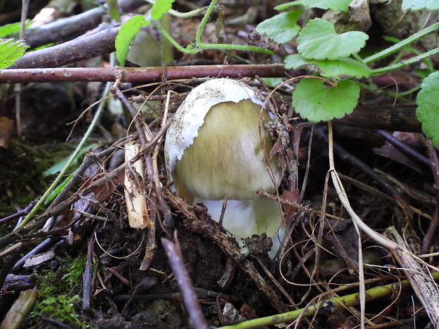 muchotrávka zelená Amanita phalloides (Vaill. ex Fr.) Link